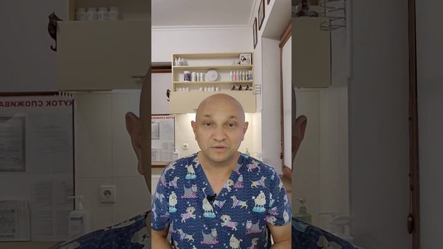 Врачебные особенности породы пекинес #ушаковдмитрий #Zoovetdoctor смотреть онлайн