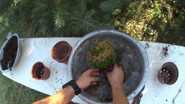 ТУЯ ТЕДДИ (TEDDY) - РАЗМНОЖЕНИЕ.