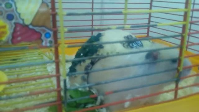 Шушик, ангорский хомяк смотреть онлайн