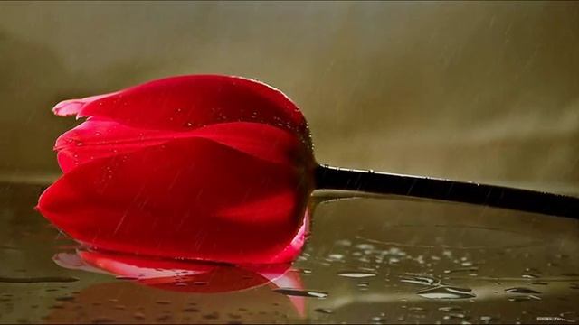 Футаж Тюльпан под дождем смотреть онлайн