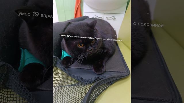 кот мой умер скорбим смотреть онлайн