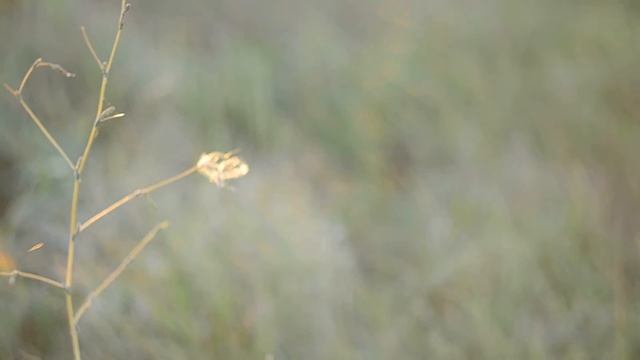 Гелиос-44м-4 тест на Nikon D5100