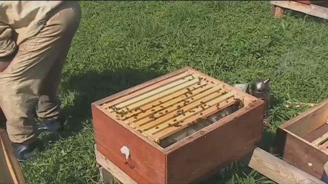 Отбор меда и сборка семей в зиму на 145 рамке. Пасека Пальок, Чердынский район. смотреть онлайн