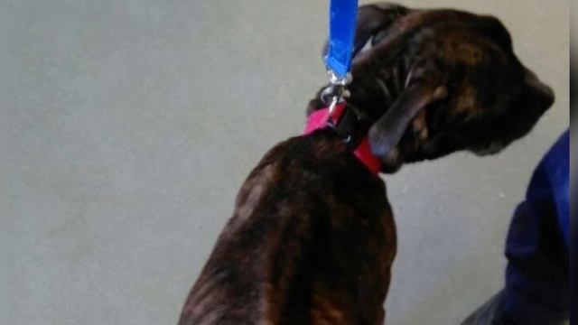 Он был настолько слабым, что едва держался на ногах смотреть онлайн