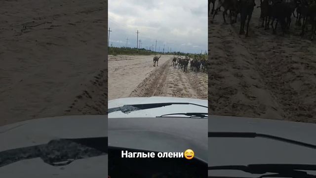 УАЗ ПАТРИОТ впереди олени смотреть онлайн