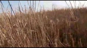 охота с гончими на шакала