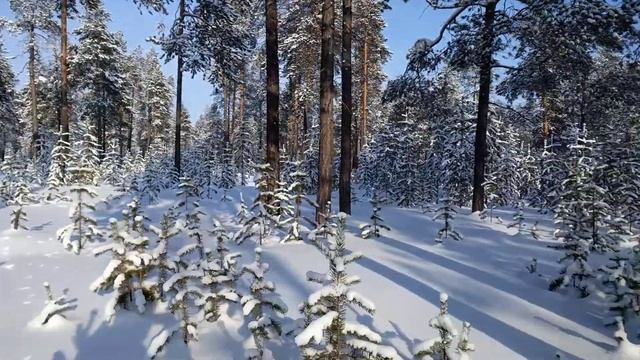 26.02.2017 Лес на Тарасовском месторождения смотреть онлайн