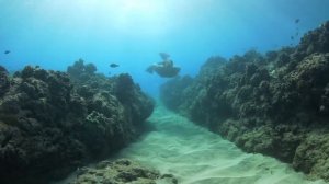 Полнолицевая маска для снорклинга Ocean Reef Aria