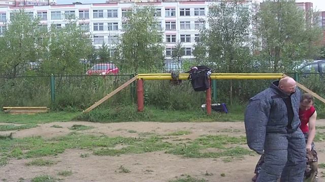 Американский питбультерьер и восточно-европейская овчарка VS фигурант. смотреть онлайн