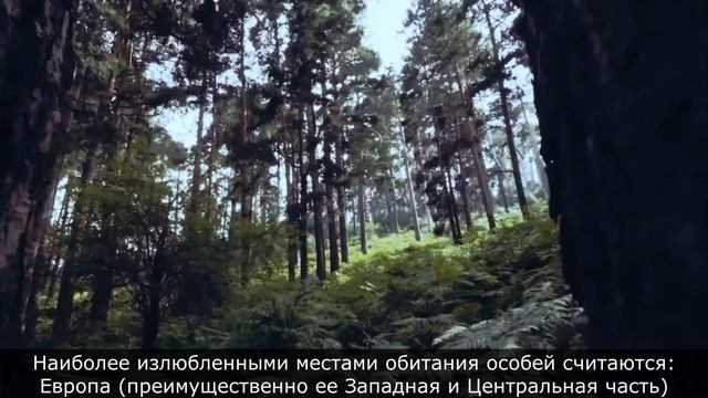 Лесной Кот - дикий охотник и страх всех грызунов в лесу. Интересные факты о диком пушистике смотреть онлайн