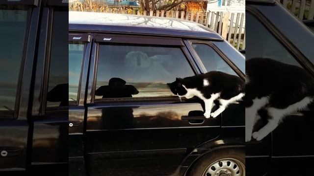 Кот угонщик смотреть онлайн