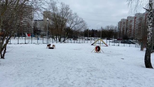 Щенок АКИТА Ину и БОКСЁР Тайсон смотреть онлайн