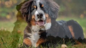 Собака Бернский зенненхунд плюсы и минусы породы | Собаководство | Порода Бернский зенненхунд