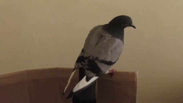 Pigeon Wing Problem 3 смотреть онлайн