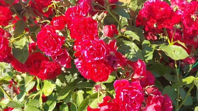 Лучшая плетистая роза для Урала! Devichji Grezy (Девичьи грезы). смотреть онлайн