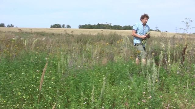 Полынь. Наглядно - как найти и как правильно заготовить. смотреть онлайн