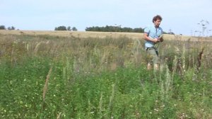 Полынь. Наглядно - как найти и как правильно заготовить.