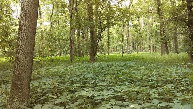 Летний лес смотреть онлайн