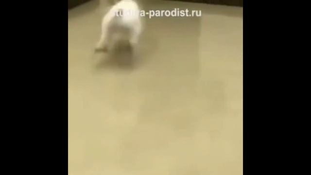 Шок!!! Собака наелась валерьянки и флексит под лезгинку смотреть онлайн