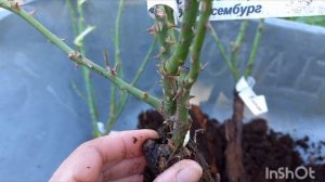 Распаковка посылки с розами из питомника Розомания. Сентябрь 2024