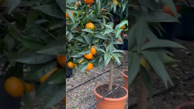 ?Floraplanet? Бронирование и доставка растений из Европы смотреть онлайн