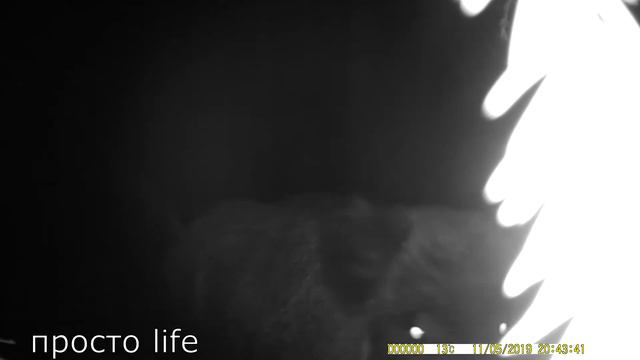 ФОТОЛОВУШКА➤КАБАНЫ ЧАСТЬ2➤!!!ДИКИЕ!БОЛЬШОЕ СТАДО НОЧЬЮ! смотреть онлайн