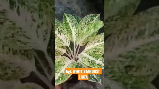 Aglaonema WHITE STARDUST | Minat lanjut W.A :088228782964 смотреть онлайн