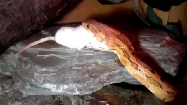 Sass,s first after shedding смотреть онлайн