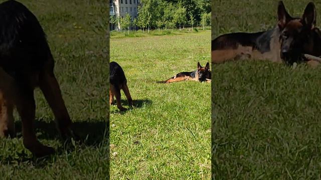 ЩЕНОК НЕМЕЦКОЙ ОВЧАРКИ В СПБ , РОДИЛСЯ 30.01.2022 , РКФ | КУПИТЬ ЩЕНКА В РОССИИ