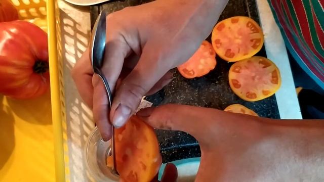 Томат Клондайк оранжевый (дегустация + разрез) 2020 смотреть онлайн