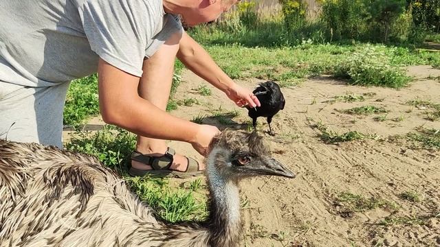 Все птички любят Макса, некоторые даже чересчур... смотреть онлайн