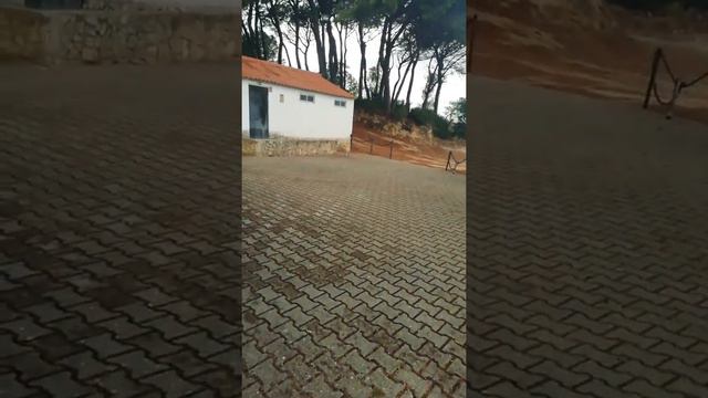 Golden Retriever Portugal. Порода собак Золотой Ретривер в Португалии 🇵🇹 смотреть онлайн