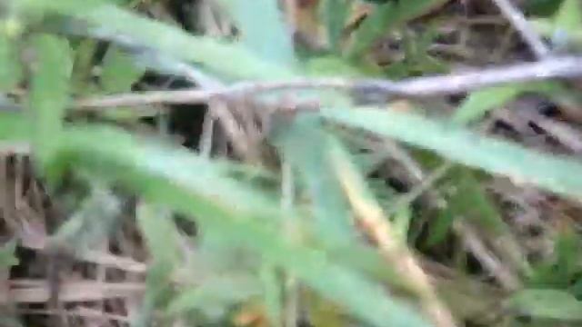 Грибы Поберезовики в траве смотреть онлайн