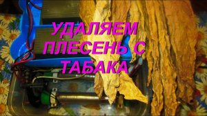 ДНЕВНИК ТАБАКОВОДА № 42 (  9.08. Как удалить плесень ) ТАБАК