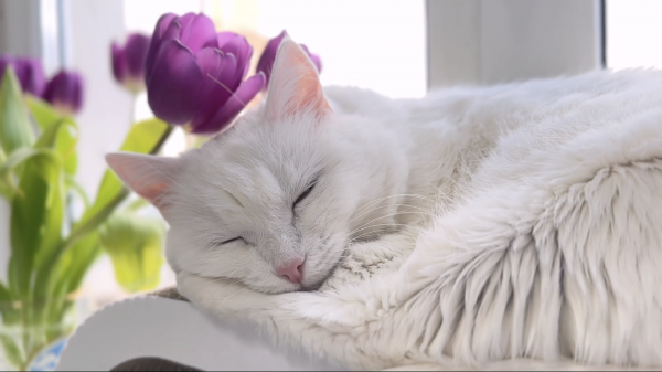 РЕАЛЬНАЯ ЖИЗНЬ С СОФОЙ | БРОСИЛИ СОФУ НА 2 МЕСЯЦА | ПРОБУЕМ ДУРИАН?