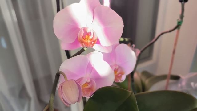 Орхидеи в Зимнем саду.