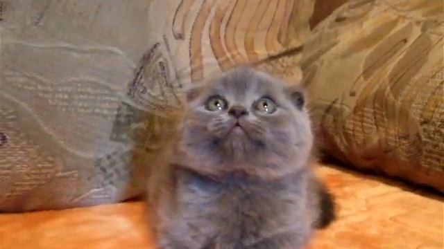 хайленд вислоухая хайлендер шотландская британская смотреть онлайн