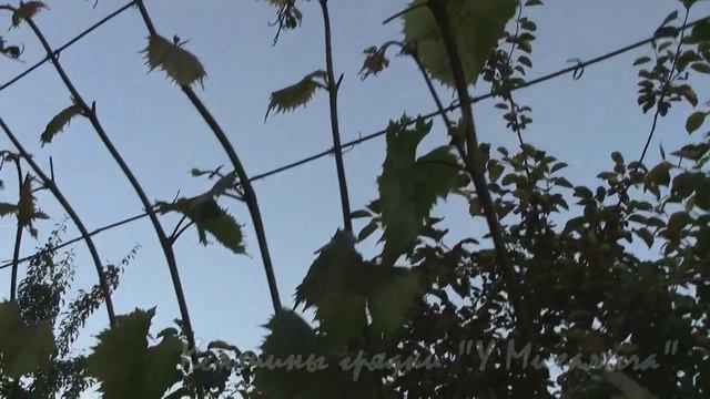 ИЮНЬ НА ДАЧЕ. ВИНОГРАД Формируем арку. смотреть онлайн