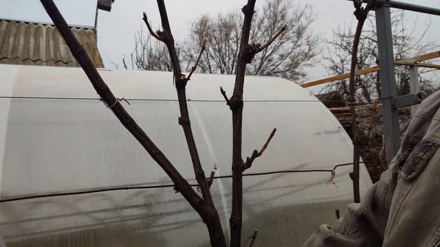 Обрезка технического сорта винограда Ркацители на перголе. смотреть онлайн