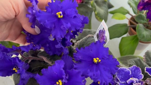 Цветение фиалок! И сорт на радугу смотреть онлайн