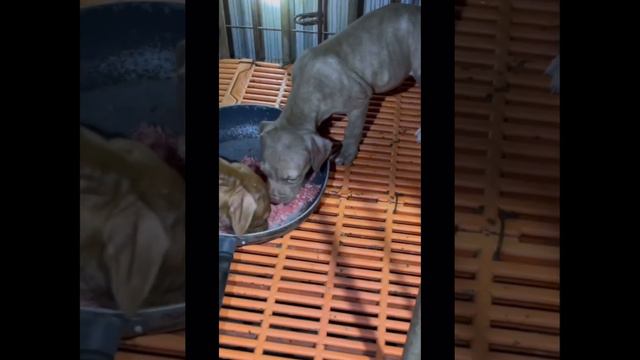KHẨU PHẦN ĂN UỐNG CỦA NHỮNG CHÚ PITBULL - BANDOG 0388981999 смотреть онлайн