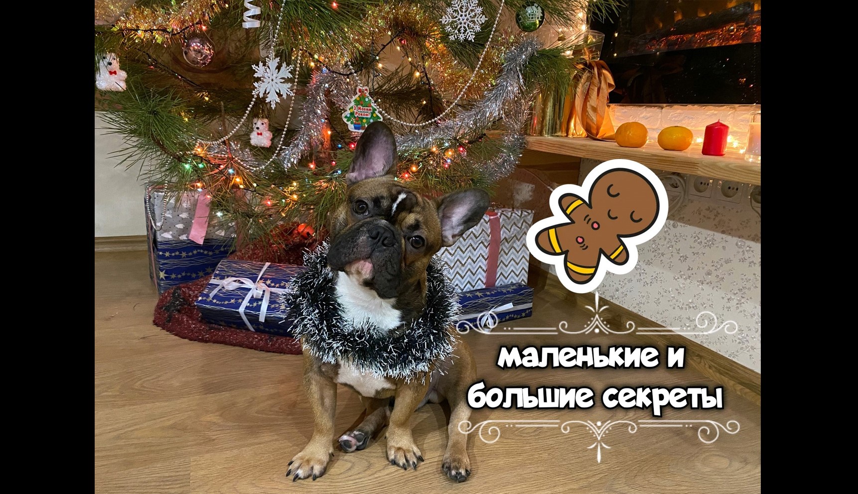 Введение по уходу за французским бульдогом и приучению щенка к туалету смотреть онлайн