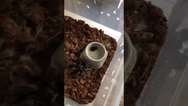 КОРМИМ ПАУКА смотреть онлайн