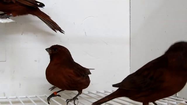 Brown Canaries