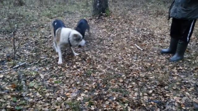 Собачьи бои.Ротвейлер против Азиата.