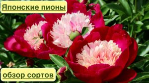 ЯПОНСКИЕ ТРАВЯНИСТЫЕ ПИОНЫ.  Japanese herbaceous peonies. Обзор красивых сортов. Дачный креатив.