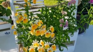 Немезия из семян, выращивание и уход