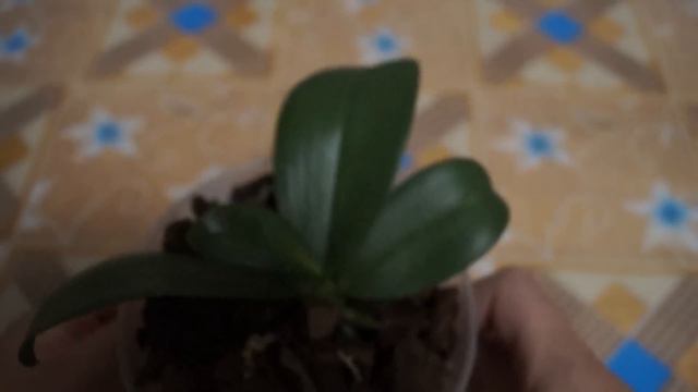 Прощание с деткой Phalaenopsis Brother Sara Gold... смотреть онлайн