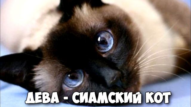 КАКАЯ ТЫ КОШКА ПО ЗНАКУ ЗОДИАКА смотреть онлайн