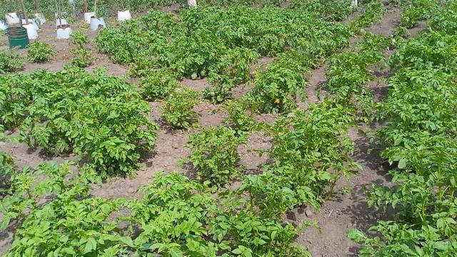 Что делать ? Ум на раскоряку. смотреть онлайн